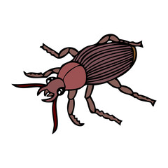 beetle vector illustration