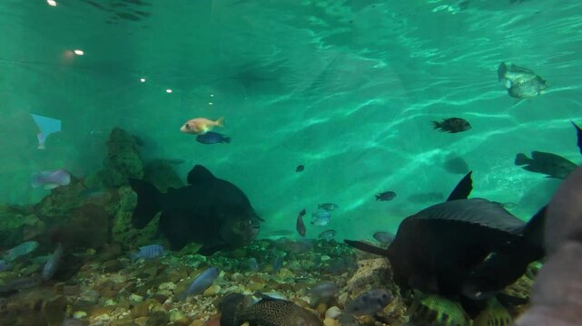 Aqu&aacute;rio cheio de &aacute;gua cristalina. V&aacute;rias esp&eacute;cies de peixes coloridos nadam graciosamente pelo tanque, criando uma exibi&ccedil;&atilde;o vibrante e din&acirc;mica.