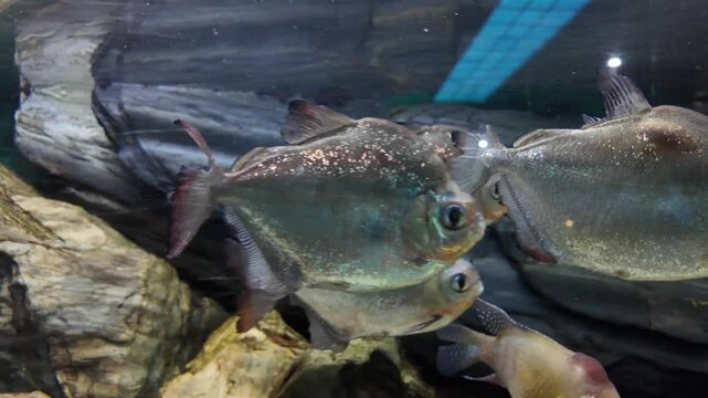 Aqu&aacute;rio cheio de &aacute;gua cristalina. V&aacute;rias esp&eacute;cies de peixes coloridos nadam graciosamente pelo tanque, criando uma exibi&ccedil;&atilde;o vibrante e din&acirc;mica.