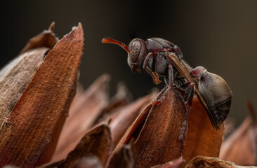 Brown paper wasps