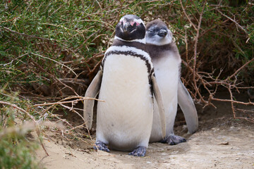 Naklejka premium Two Magellanic Penguins Spheniscus magellanicus standing in front of tall bushes.