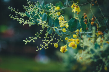 Yellow flower and green plants, Environmental conservation, Supporting environmental conservation, Concept of protecting the world and reducing global warming.