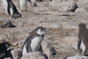 Naklejka premium A group of Magellanic Penguins Spheniscus magellanicus chicks standing on rocks basking in the sun and molting.