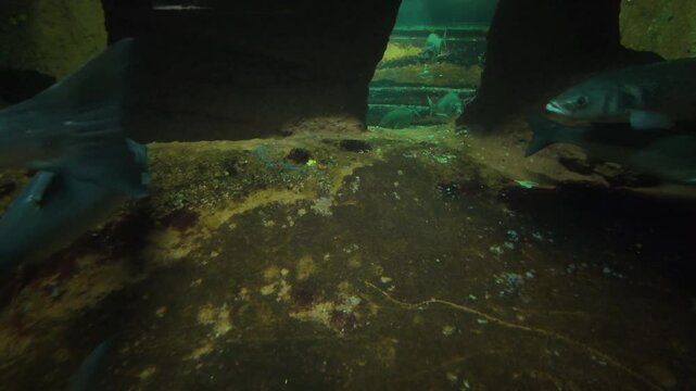 Aqu&aacute;rio cheio de &aacute;gua cristalina. V&aacute;rias esp&eacute;cies de peixes coloridos nadam graciosamente pelo tanque, criando uma exibi&ccedil;&atilde;o vibrante e din&acirc;mica.