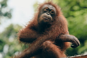 Orangutan at play in the Kota Kinabalu Zoo during a sunny afternoon