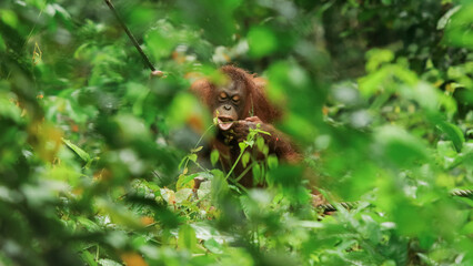 Orangutan exploring the lush greenery of Kota Kinabalu Zoo during a sunny afternoon