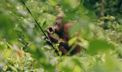 Orangutan interacts playfully with a vine in the lush rainforest of Kota Kinabalu Zoo during a sunny afternoon