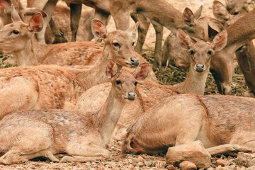 Group of deer resting in the Kota Kinabalu Zoo during a sunny afternoon near the lush animal enclosures