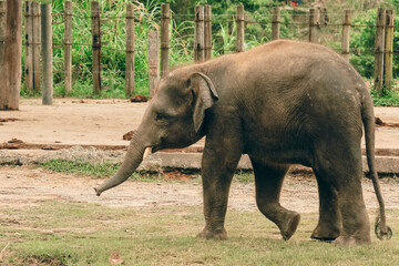 Fototapeta premium An elephant walking through the Kota Kinabalu Zoo during a sunny day, showcasing natural behavior in a serene environment