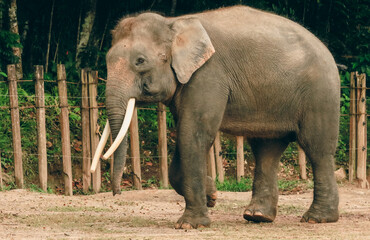 Fototapeta premium An Asian elephant standing in its enclosure at the Kota Kinabalu Zoo during a sunny afternoon