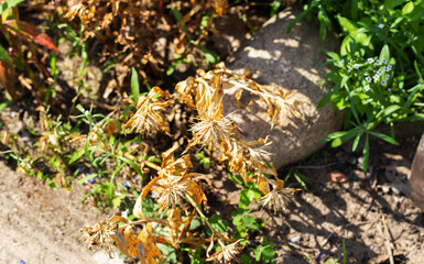 Dried flower stems and leaves with rust. The concept of lack of moisture and plant disease fungal rust, close-up