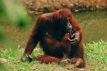 Orangutan relaxing and enjoying a snack at the Kota Kinabalu Zoo in the afternoon light