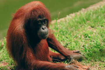Orangutan sitting peacefully on green grass at a zoo in Kota Kinabalu during a sunny afternoon