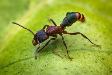 Colourful ant