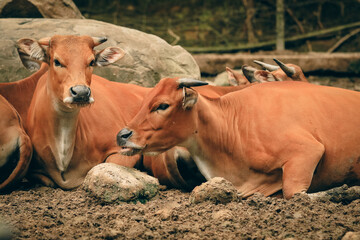 Two brown cattle resting in the Kota Kinabalu Zoo during a sunny afternoon surrounded by rocks and foliage