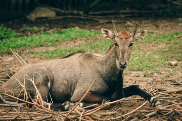 A serene moment at the Kota Kinabalu Zoo featuring a grazing animal resting among twigs and grass...