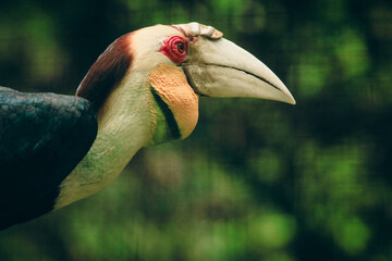Rare hornbill species observed up close at the Kota Kinabalu Zoo during a sunny afternoon visit