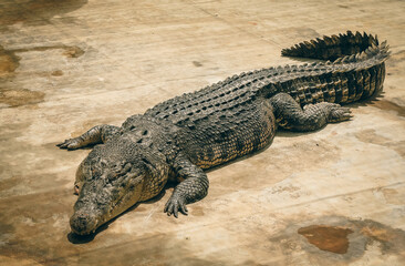 View of a large crocodile resting on the ground in the Kota Kinabalu Zoo during a sunny day