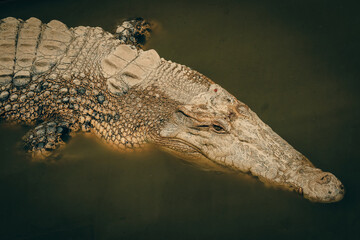 Crocodile swimming in the pond at the Kota Kinabalu Zoo during a sunny afternoon