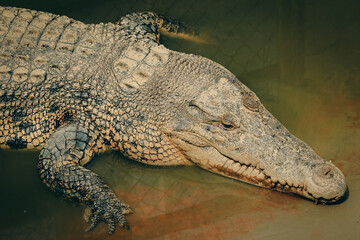 Crocodile resting in its habitat at Kota Kinabalu Zoo during a sunny afternoon