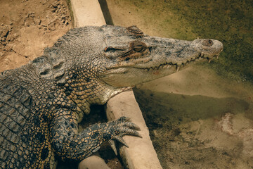 Crocodile basking in the sun at the Kota Kinabalu Zoo during a warm afternoon visit