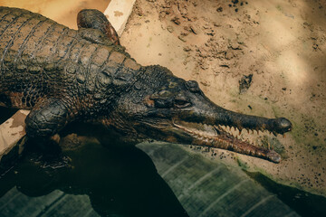 Crocodile resting by the water at the Kota Kinabalu Zoo on a sunny afternoon