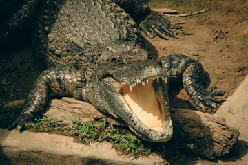 Giant crocodile basking under the sun at the Kota Kinabalu Zoo during afternoon hours