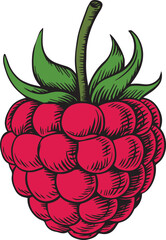 Colored hand-drawn raspberries