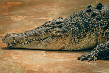 Crocodile resting in its habitat at the Kota Kinabalu Zoo during daylight hours