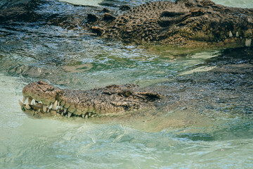 Crocodiles swimming in the water at a zoo in Kota Kinabalu during the afternoon light