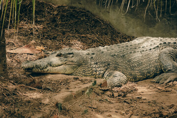 Crocodile resting in its habitat at the Kota Kinabalu Zoo during a sunny afternoon