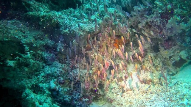 A fishball of golden sweepers on a coral reef.