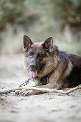 German Shepherd lying on sandy ground with blurred greenery in the background