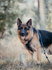 German Shepherd standing in a grassy field with a blurred background