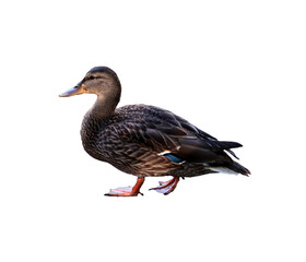 Male duck common mallard in profile, raising paw to step left - color photo, isolate for design