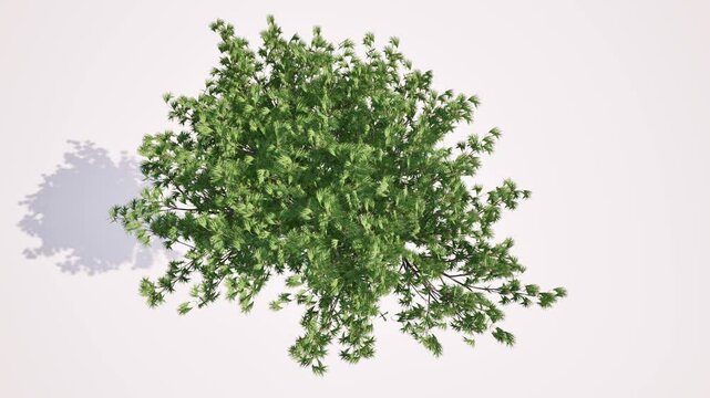Green tree grow top view big crone 4k