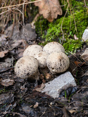 Common Puffball Mushroom in Wood