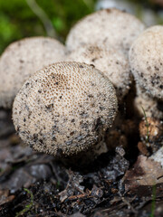 Common Puffball Mushroom in Wood