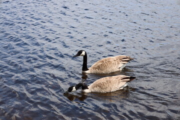 Canada goose couple swimming together in formation