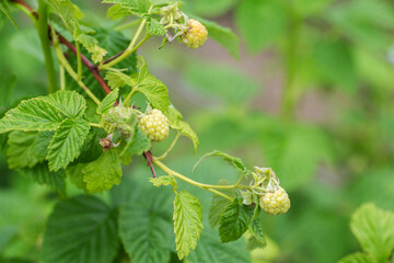 Ripening raspberries on a bush in the garden. Productivity and variety of raspberries, fruiting, close-up. Copy space for text