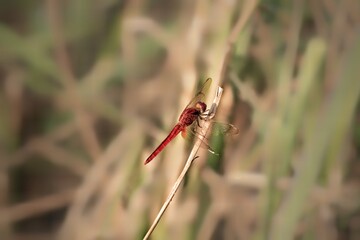 red dragonfly on a branch