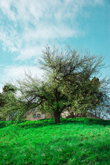 Fototapeta premium tree in the park