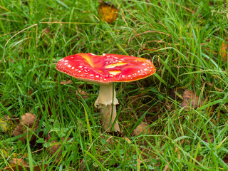 Fly Agaric Mushroom in a Meadow