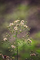 flowers in the morning