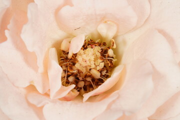 Close-up of the center of a blooming rose, showing yellow stamens surrounded by soft pinkish-white...
