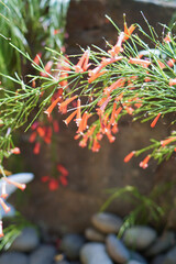 Clustered Fountainbush flowers Russelia equisetiformis in bloom, featuring small, red, trumpet-shaped blooms with pointed leaves. Photographed with a blurred background.Also known as firecracker plant