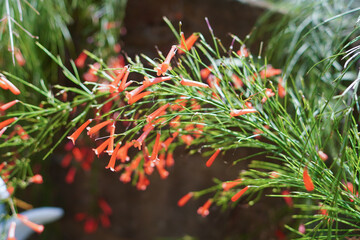 Clustered Fountainbush flowers Russelia equisetiformis in bloom, featuring small, red, trumpet-shaped blooms with pointed leaves. Photographed with a blurred background.Also known as firecracker plant