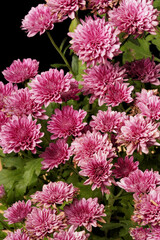 Blooming chrysanthemum plant with numerous reddish-purple flowers. Photographed against a black background. Commonly known as chrysanthemum, scientific name: Chrysanthemum morifolium.