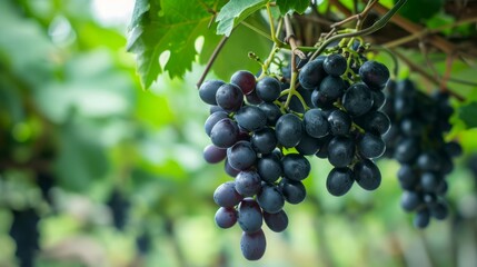 The Nutritional Powerhouse: Black Grapes' Beauty Syrup for Weight Loss and Well-being