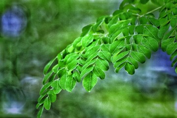 fern leaves in spring